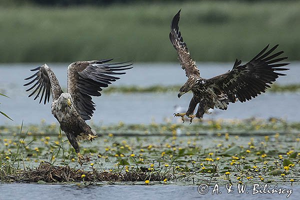 Bieliki, Haliaetus albicilla