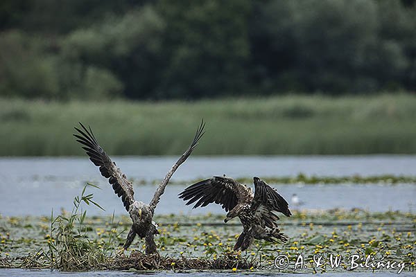 Bieliki, Haliaetus albicilla