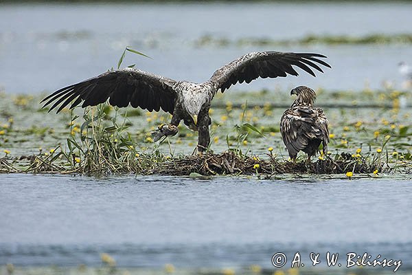 Bieliki, Haliaetus albicilla