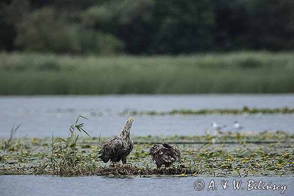 Bieliki, Haliaetus albicilla