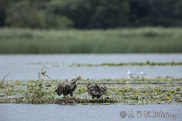 Bieliki, Haliaetus albicilla