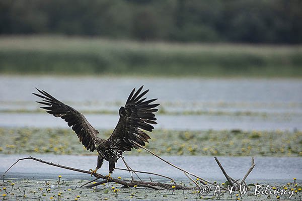 Bielik, Haliaetus albicilla, młodociany