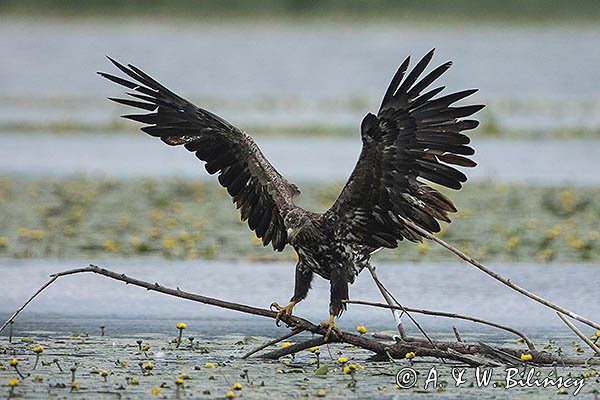 Bielik, Haliaetus albicilla, młodociany