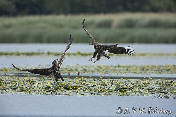 Bieliki, Haliaetus albicilla, młodociane