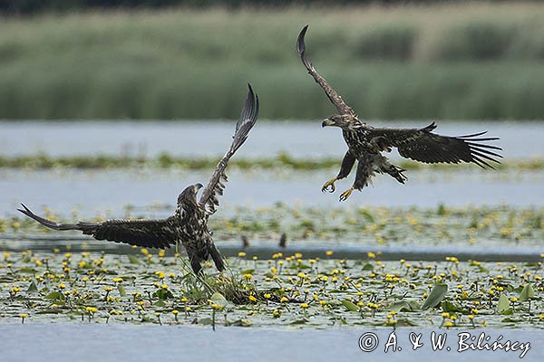 Bieliki, Haliaetus albicilla, młodociane