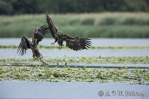 Bieliki, Haliaetus albicilla, młodociane