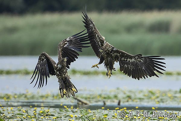 Bieliki, Haliaetus albicilla, młodociane