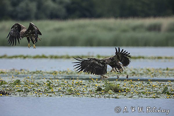 Bieliki, Haliaetus albicilla, młodociane