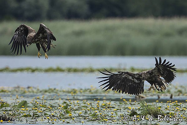 Bieliki, Haliaetus albicilla, młodociane