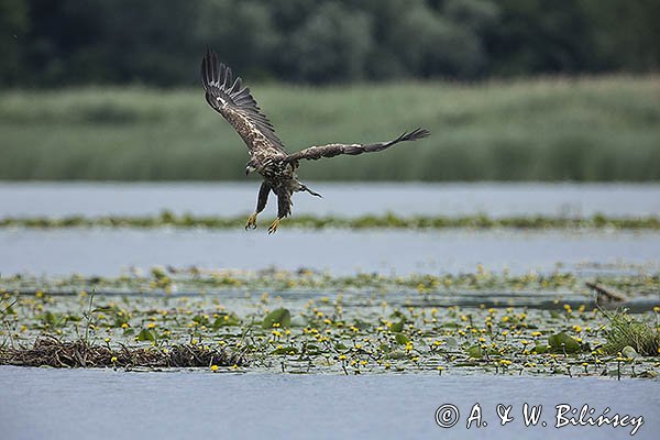 Bielik, Haliaetus albicilla, młodociany