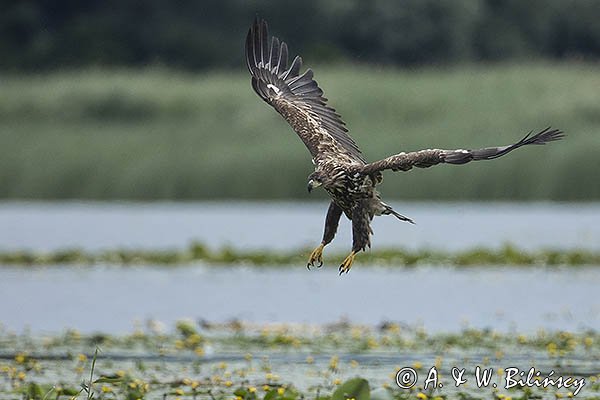 Bielik, Haliaetus albicilla, młodociany