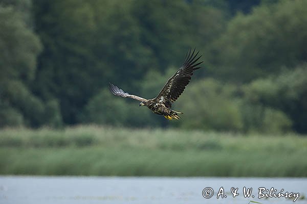 Bielik, Haliaetus albicilla, młodociany