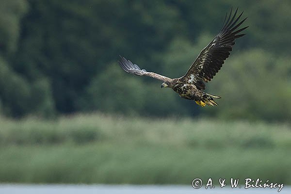 Bielik, Haliaetus albicilla, młodociany