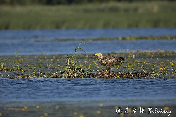 Bielik, Haliaetus albicilla