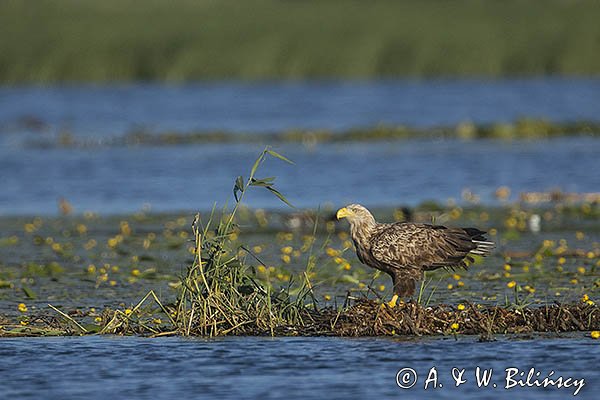 Bielik, Haliaetus albicilla