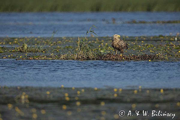 Bielik, Haliaetus albicilla