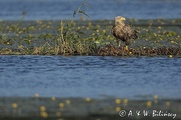 Bielik, Haliaetus albicilla, dorosły