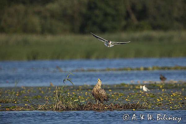 Bieliki, Haliaetus albicilla i śmeszka, Larus ridibundus