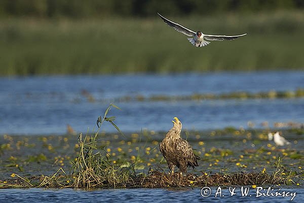 Bieliki, Haliaetus albicilla i śmeszka, Larus ridibundus