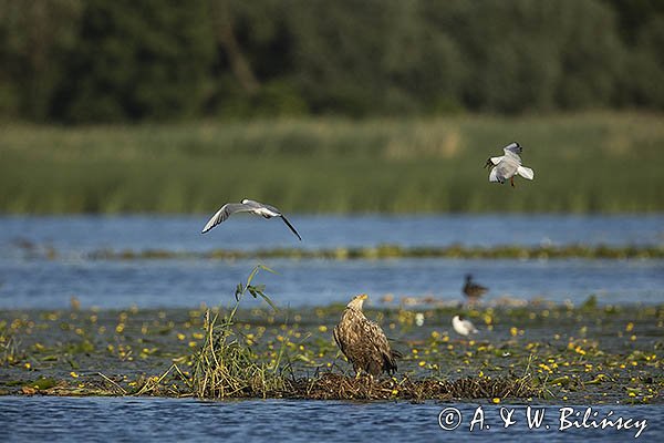 Bielik, Haliaetus albicilla i śmeszka, Larus ridibundus