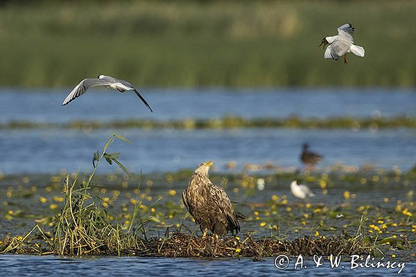 Bielik, Haliaetus albicilla i śmeszka, Larus ridibundus