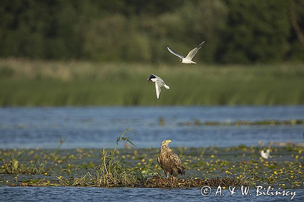 Bielik, Haliaetus albicilla i śmeszka, Larus ridibundus