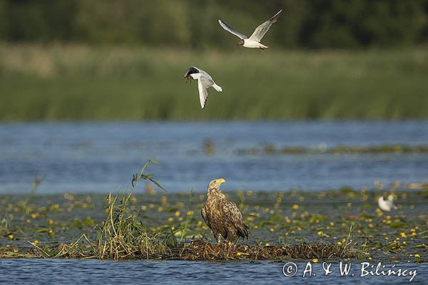 Bieliki, Haliaetus albicilla i śmeszka, Larus ridibundus