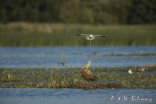 Bielik, Haliaetus albicilla i śmeszka, Larus ridibundus