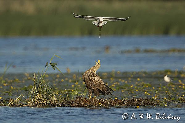 Bieliki, Haliaetus albicilla i śmeszka, Larus ridibundus