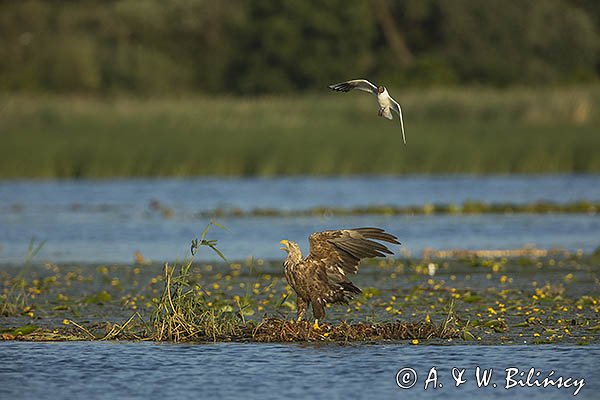 Bieliki, Haliaetus albicilla i śmeszka, Larus ridibundus