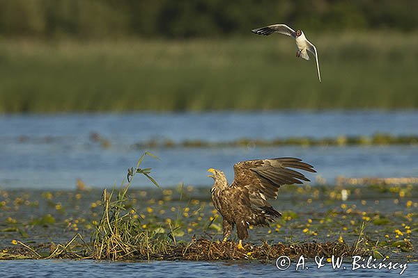 Bieliki, Haliaetus albicilla i śmeszka, Larus ridibundus