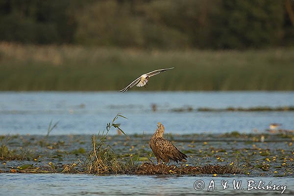 Bielik, Haliaetus albicilla i śmeszka, Larus ridibundus