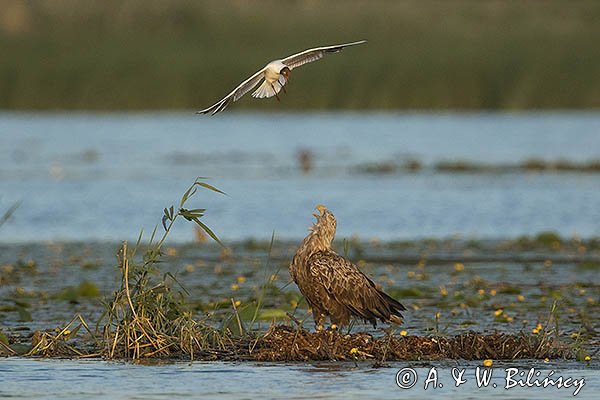 Bielik, Haliaetus albicilla i śmeszka, Larus ridibundus