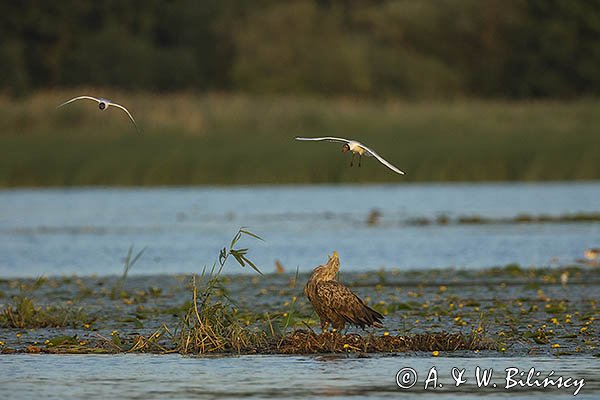 Bieliki, Haliaetus albicilla i śmeszka, Larus ridibundus