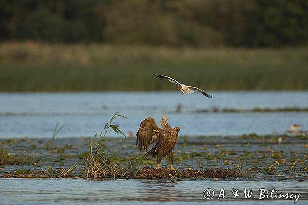 Bielik, Haliaetus albicilla i śmeszka, Larus ridibundus