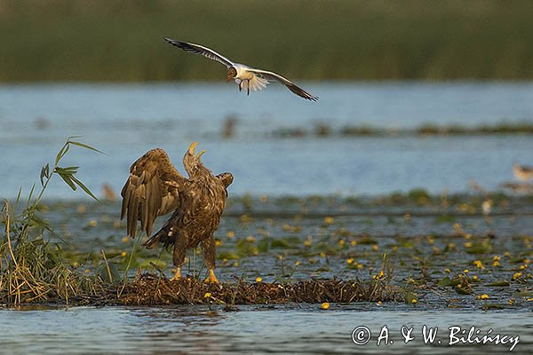 Bielik, Haliaetus albicilla i śmeszka, Larus ridibundus