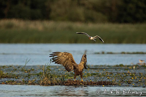 Bielik, Haliaetus albicilla i śmeszka, Larus ridibundus