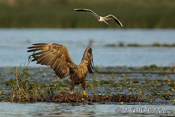 Bielik, Haliaetus albicilla i śmeszka, Larus ridibundus