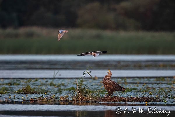 Bieliki, Haliaetus albicilla i śmeszka, Larus ridibundus