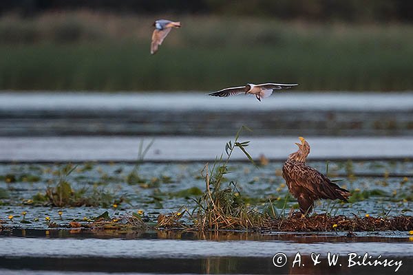 Bielik, Haliaetus albicilla i śmeszka, Larus ridibundus