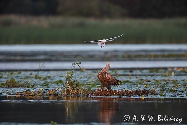 Bieliki, Haliaetus albicilla i śmeszka, Larus ridibundus