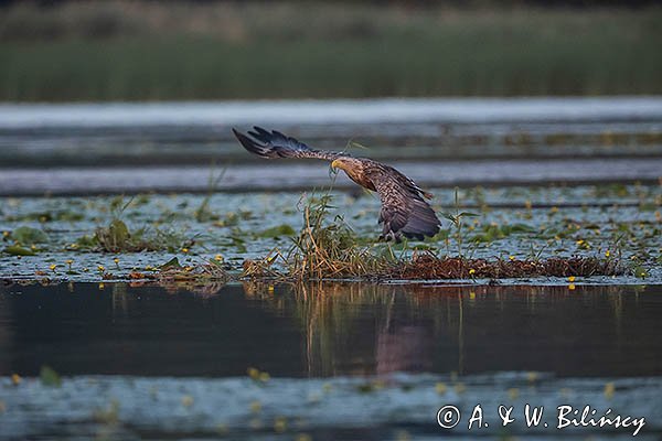 Bielik, Haliaetus albicilla