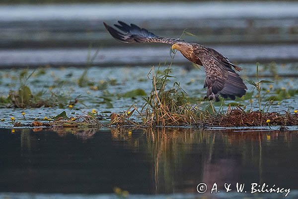 Bielik, Haliaetus albicilla, dorosły