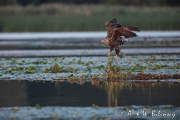 Bielik, Haliaetus albicilla