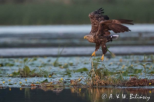 Bielik, Haliaetus albicilla, dorosły