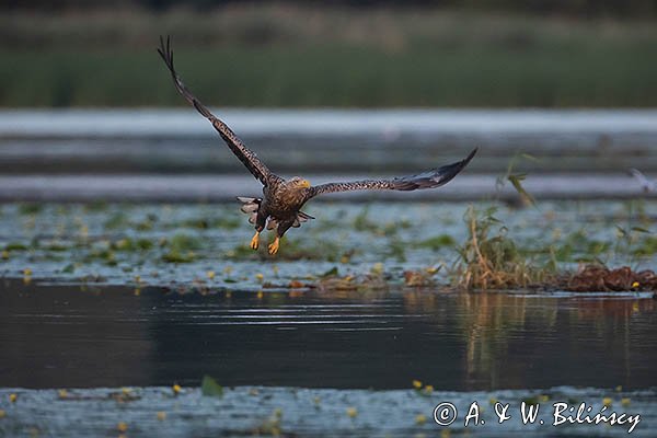 Bielik, Haliaetus albicilla