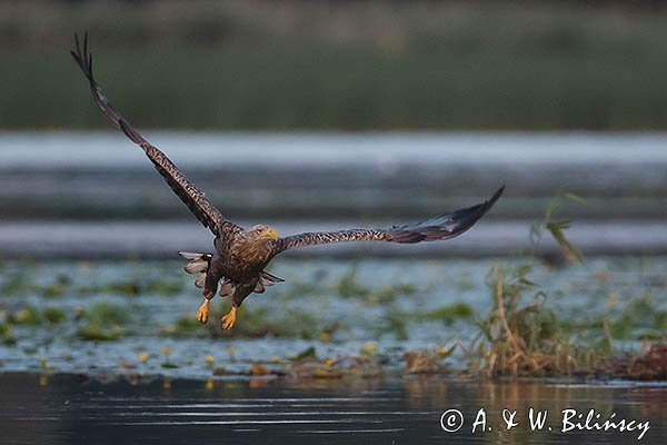 Bielik, Haliaetus albicilla, dorosły