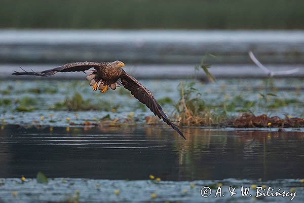 Bielik, Haliaetus albicilla, dorosły