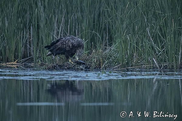 Bielik, Haliaetus albicilla, dorosły