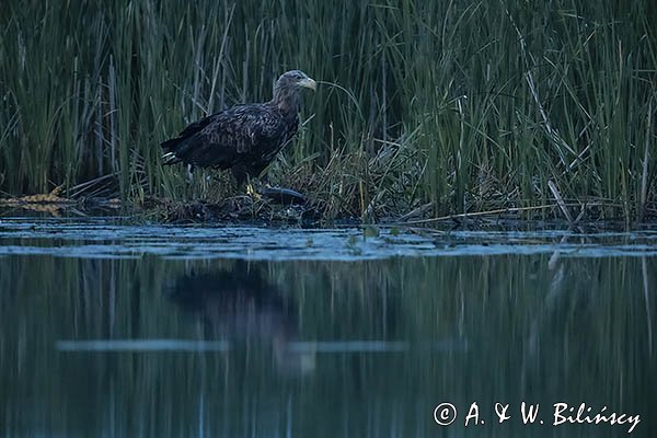 Bielik, Haliaetus albicilla, dorosły